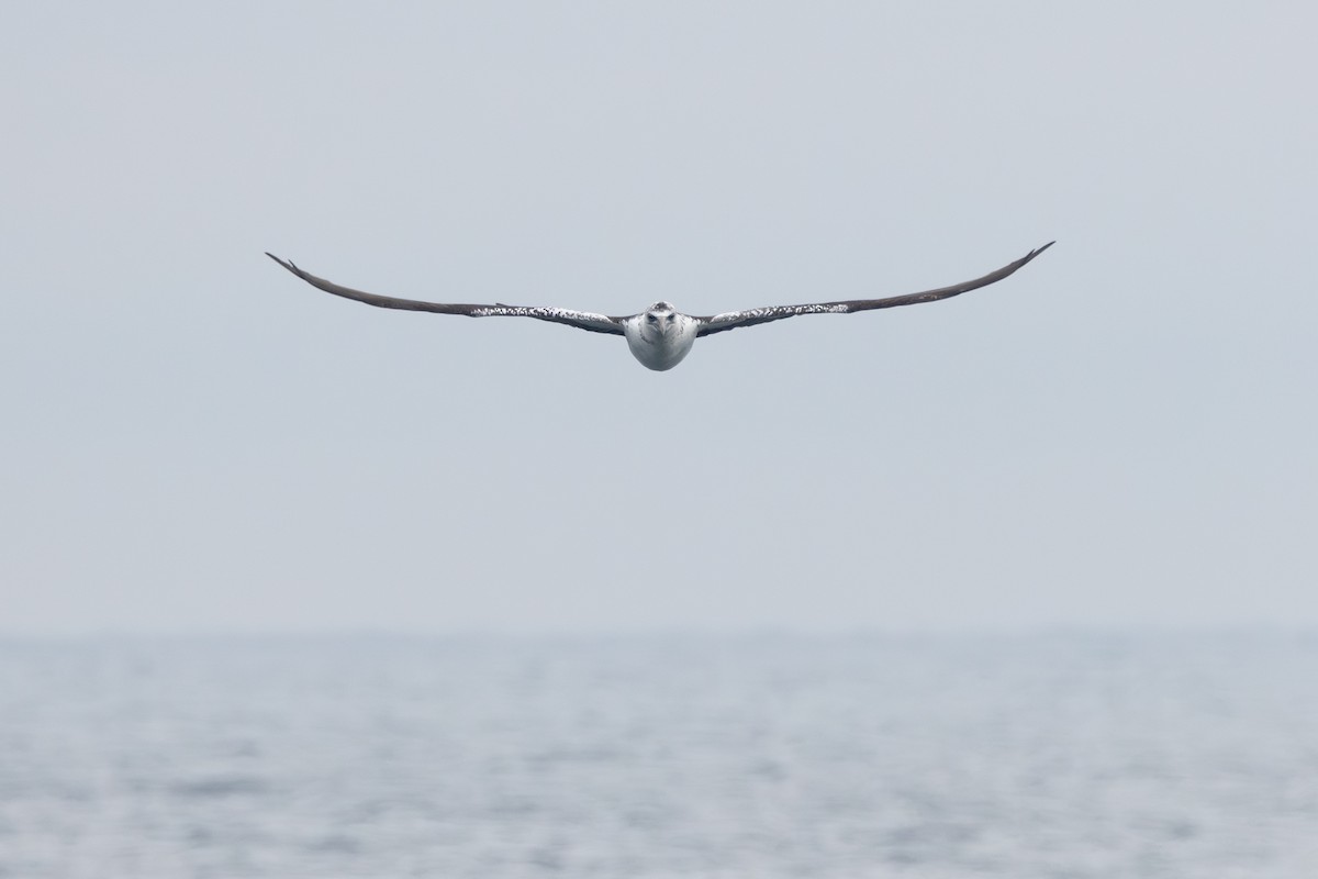 Northern Gannet - ML646763576