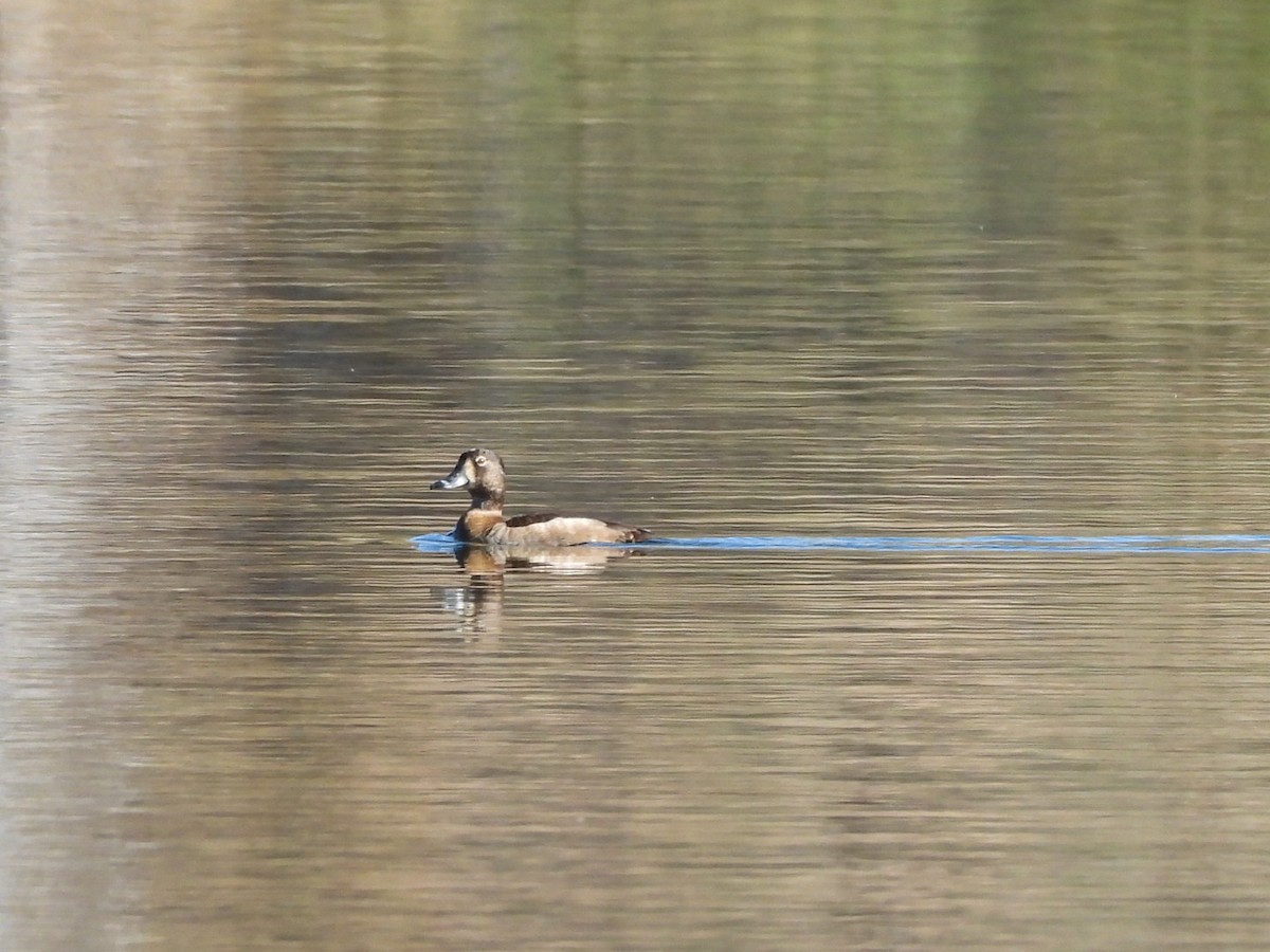 ringand - ML646763584