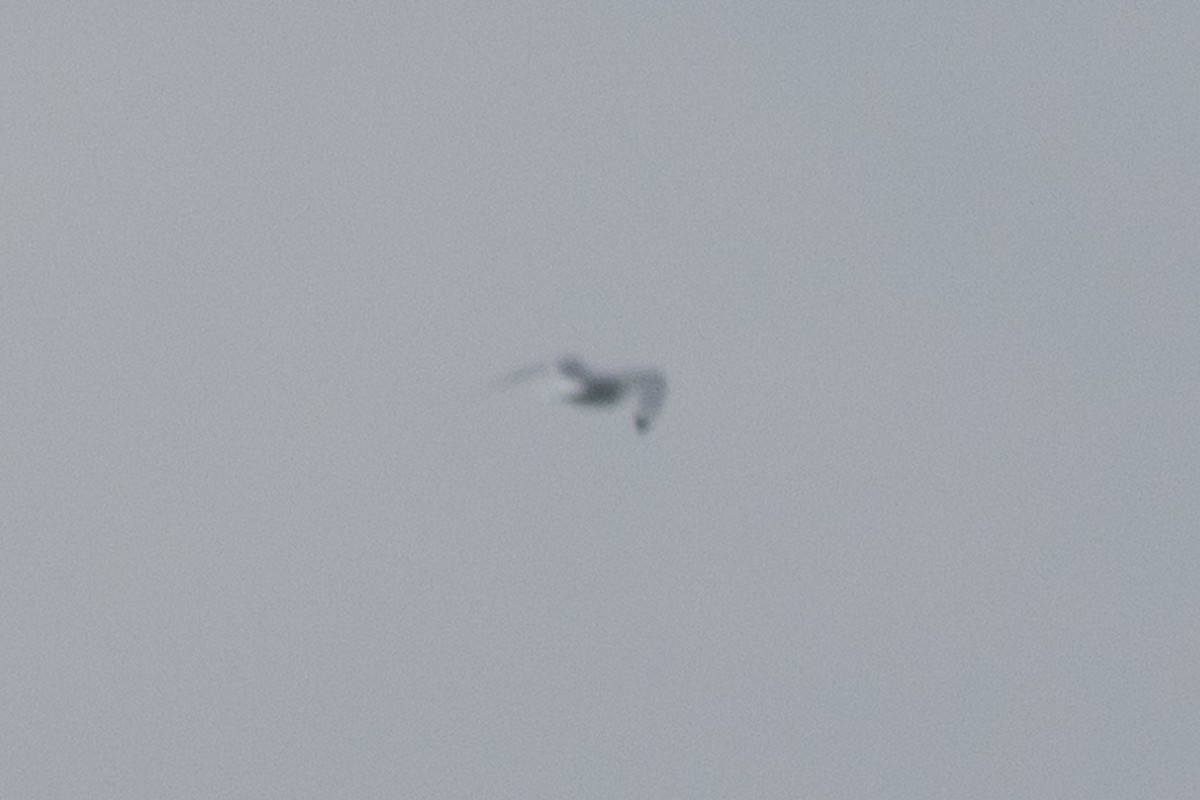 Black-legged Kittiwake - ML646763585