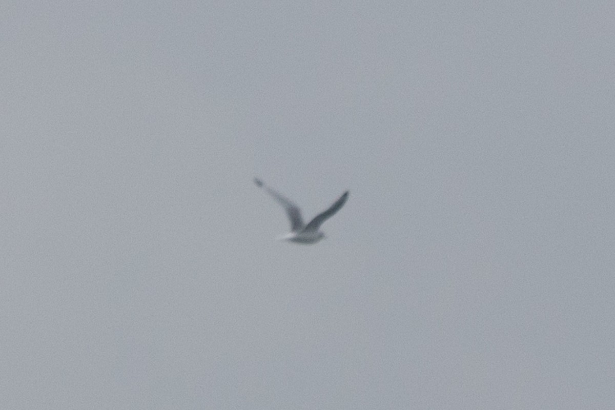 Black-legged Kittiwake - ML646763586