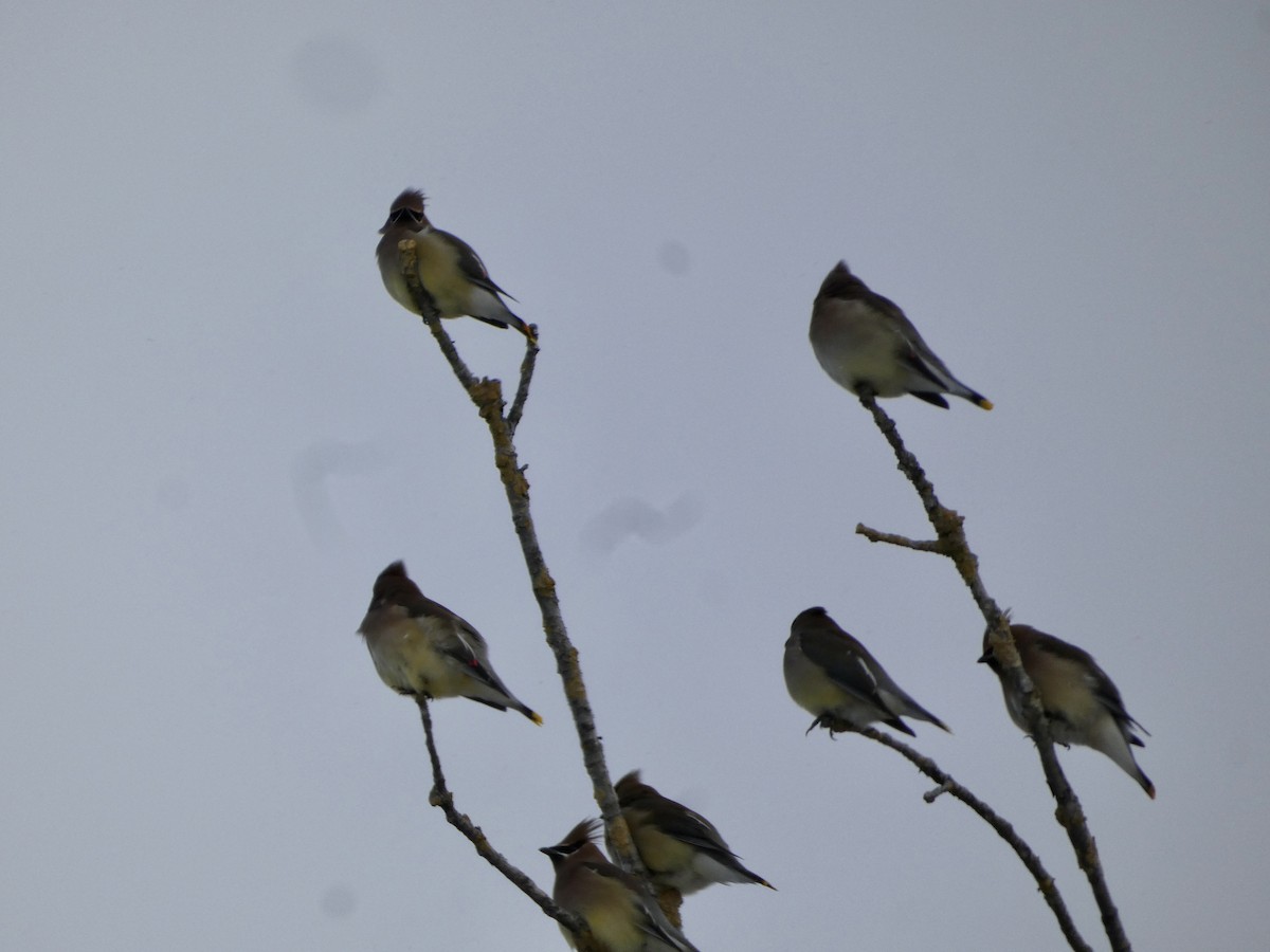ציצנית אמריקנית - ML646763588