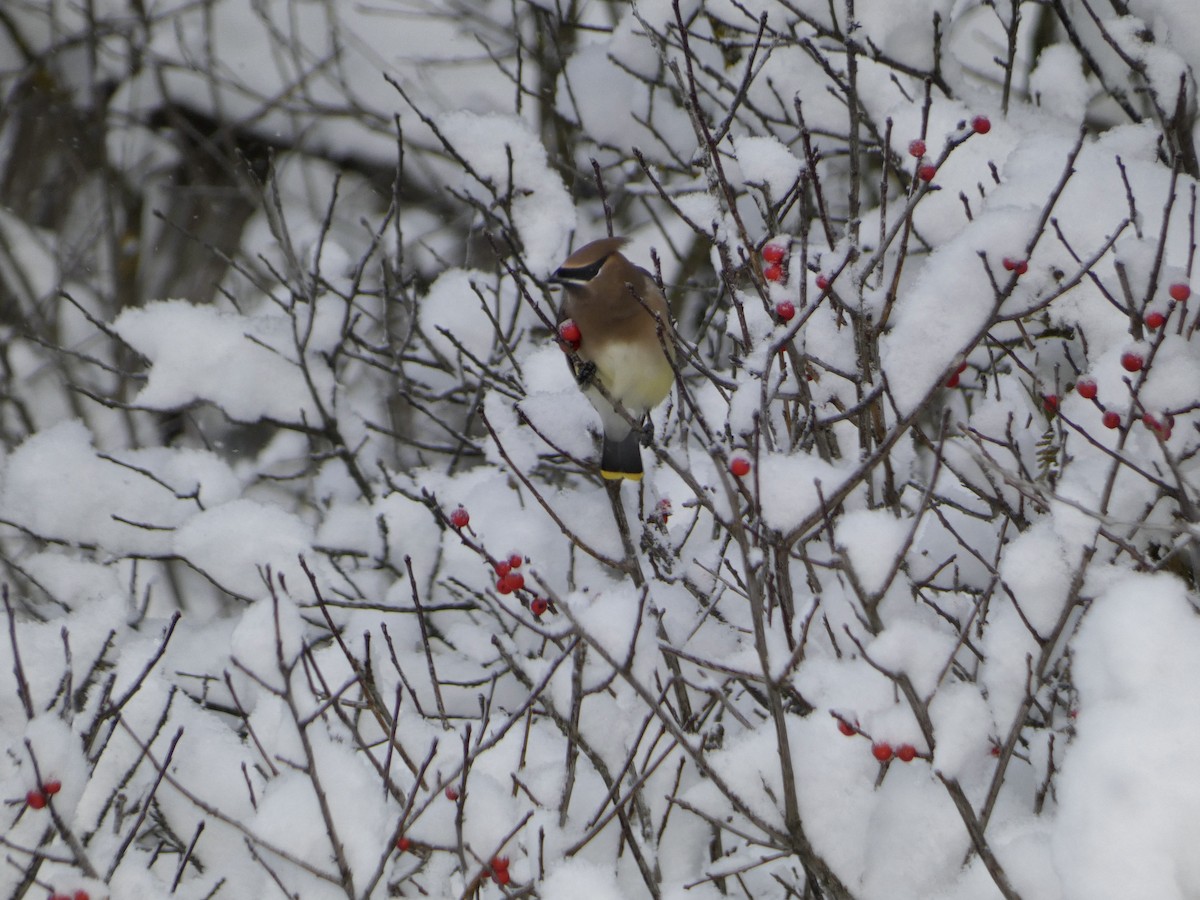 ציצנית אמריקנית - ML646763589