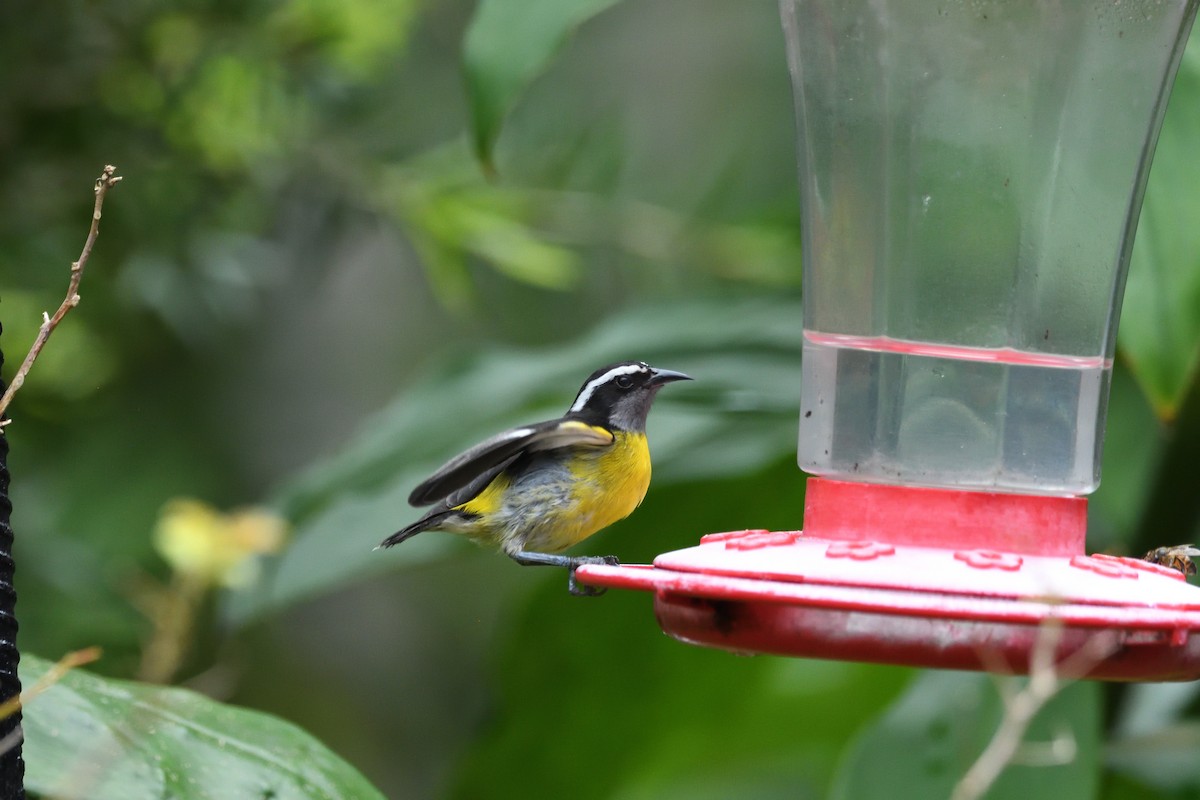 Bananaquit - ML646763592