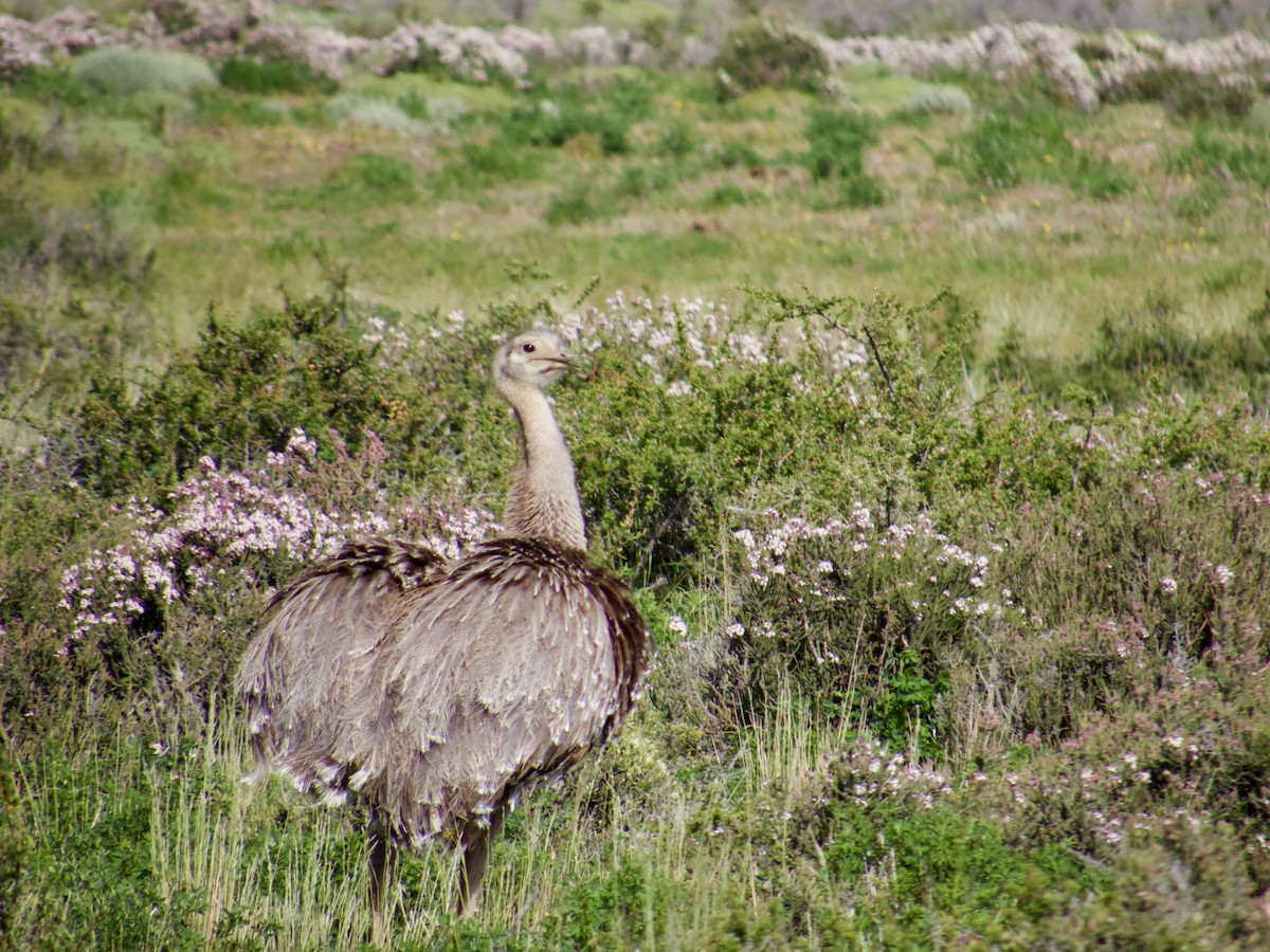Lesser Rhea - ML646763595