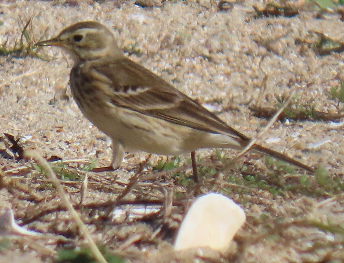 アメリカタヒバリ - ML646763596