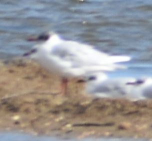 Mediterranean Gull - ML646763598