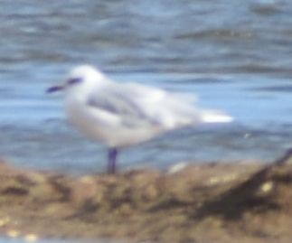 Mediterranean Gull - ML646763599