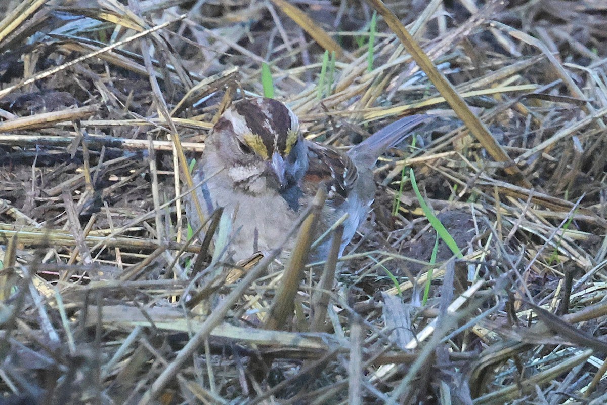 White-throated Sparrow - ML646763600