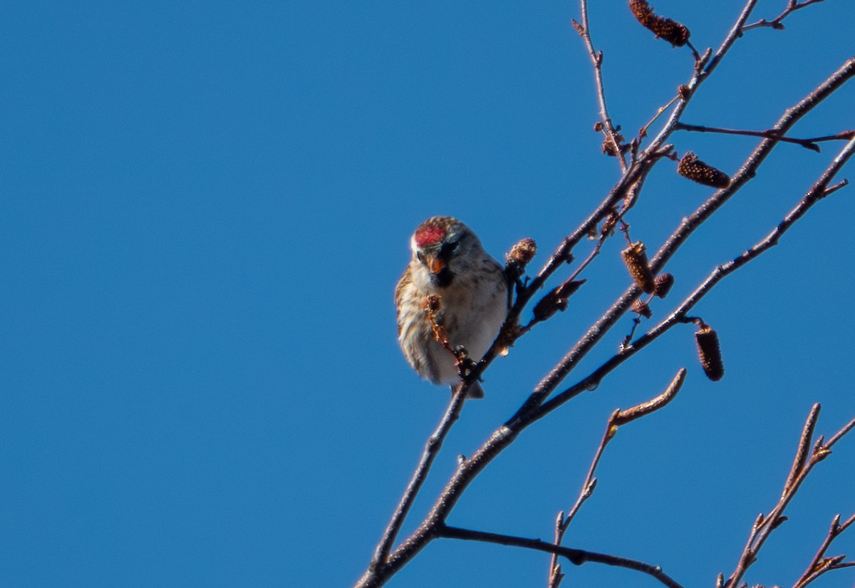 Redpoll - ML646763601