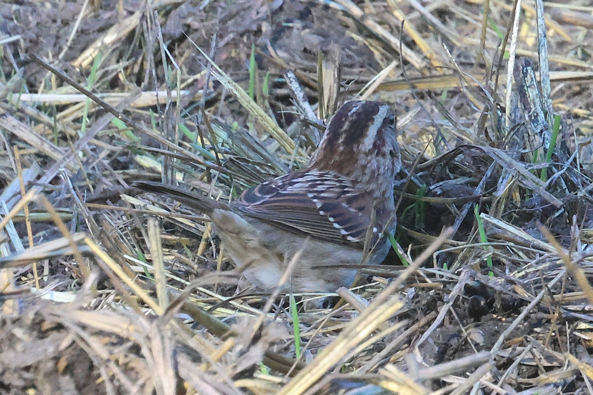 White-throated Sparrow - ML646763603