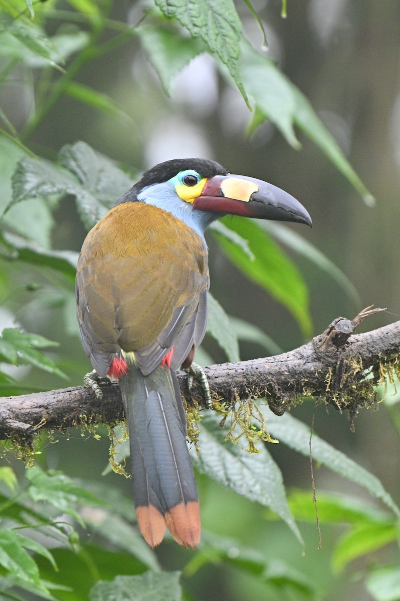 Toucan montagnard - ML646763606