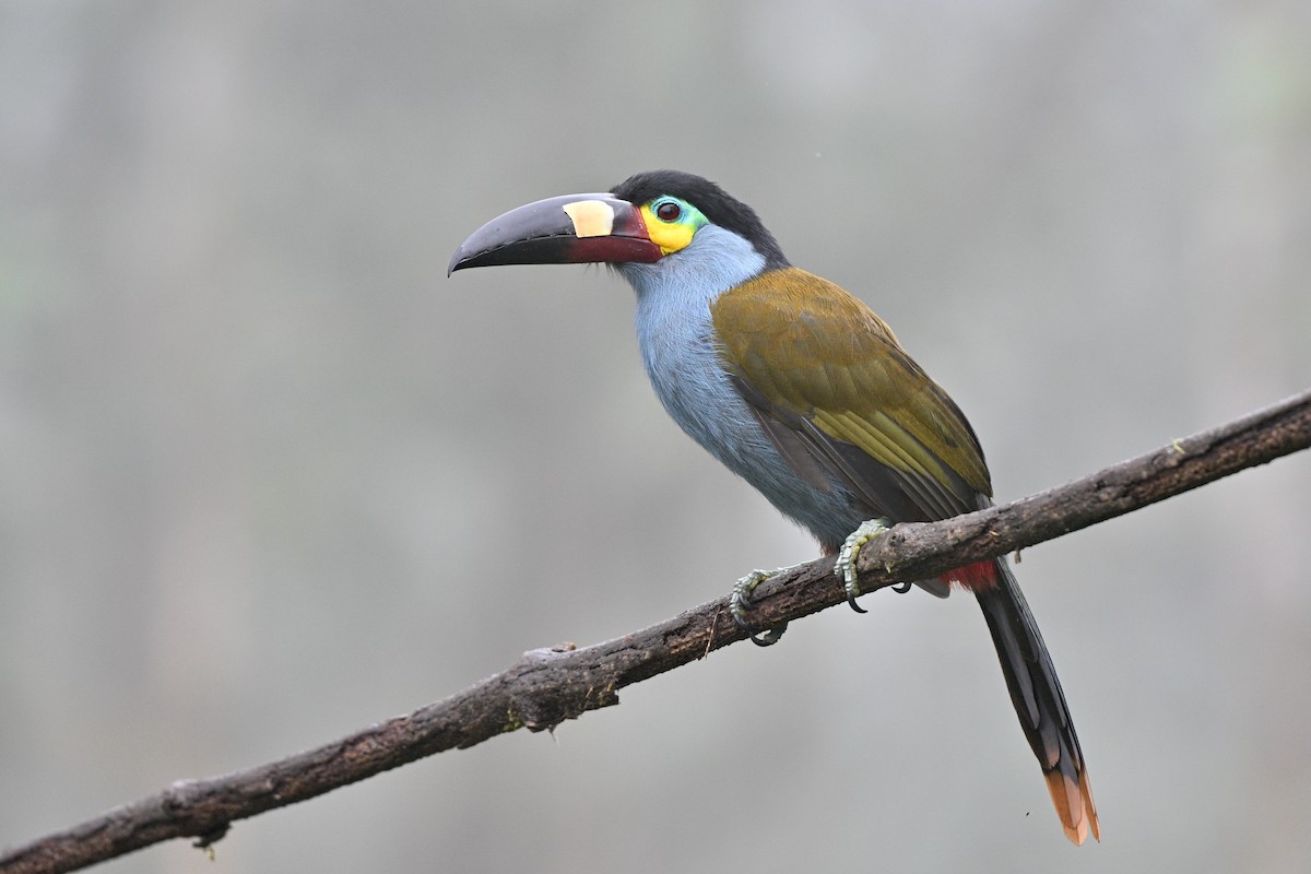 Андигена строкатодзьоба - ML646763608