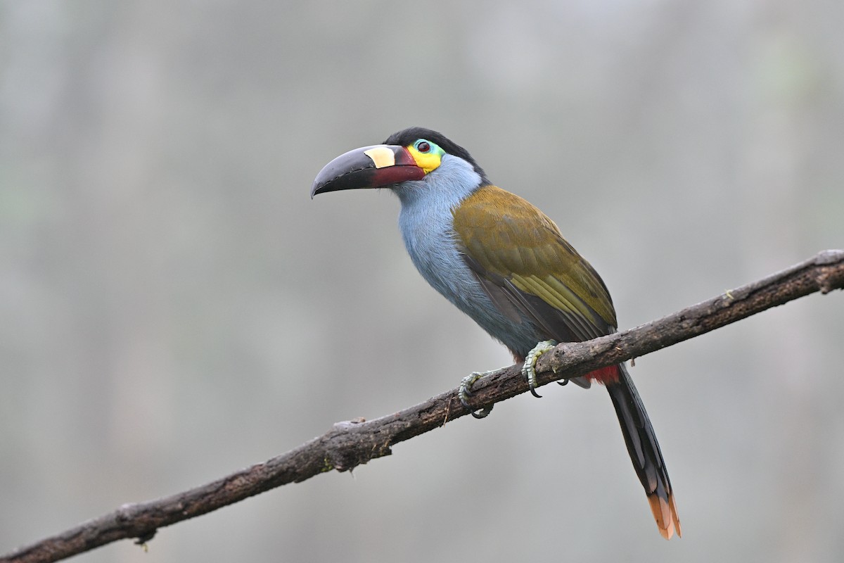 Андигена строкатодзьоба - ML646763609