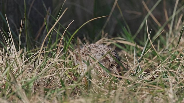 Cassin's Sparrow - ML646763611