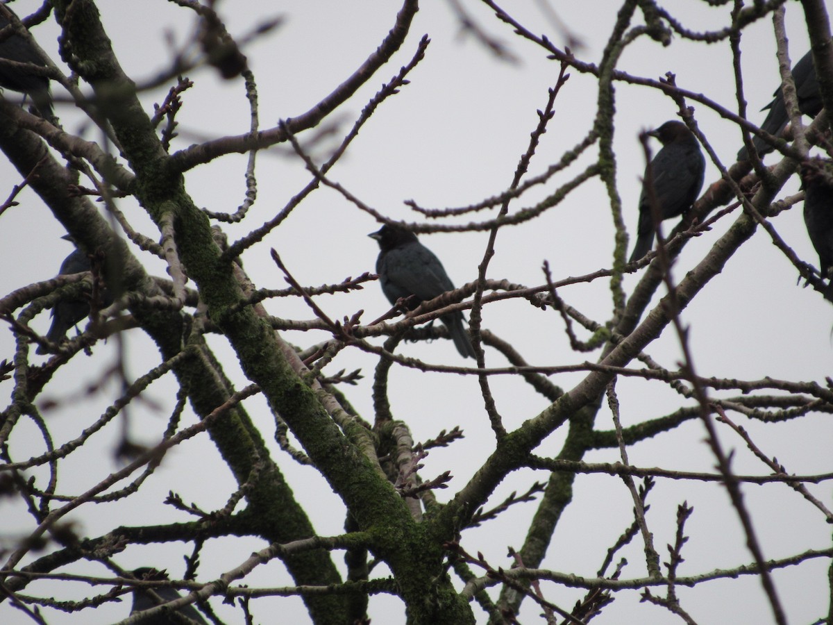 brunhodetrupial - ML646763612