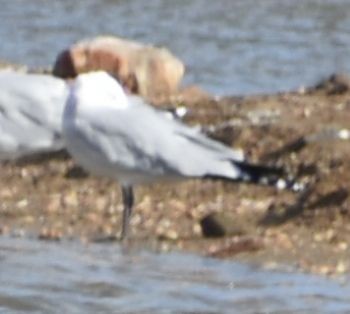 Audouin's Gull - ML646763613