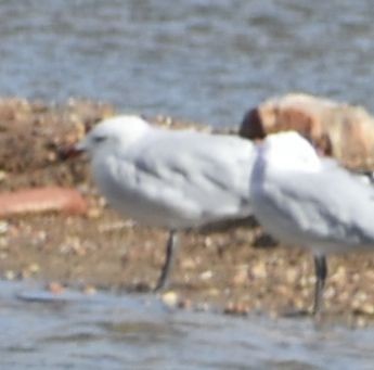 Audouin's Gull - ML646763614