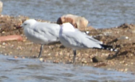 Audouin's Gull - ML646763615
