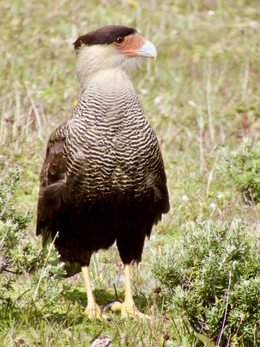 Crested Caracara - ML646763617