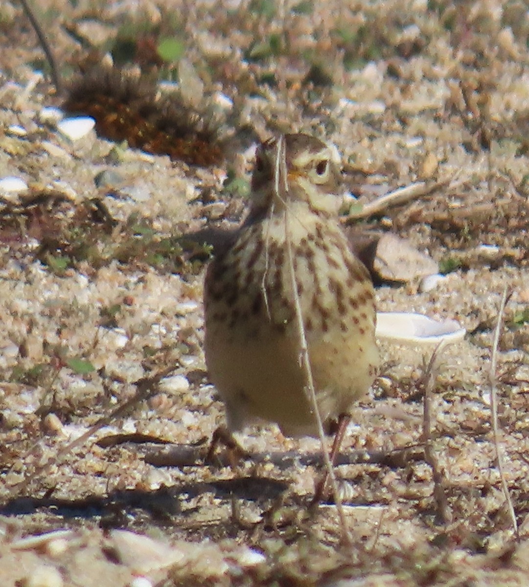 アメリカタヒバリ - ML646763618