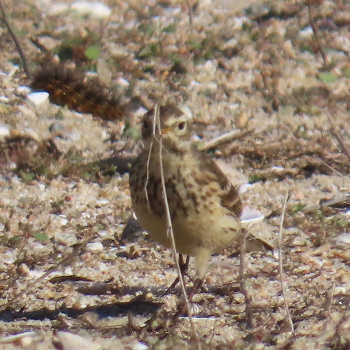 アメリカタヒバリ - ML646763619