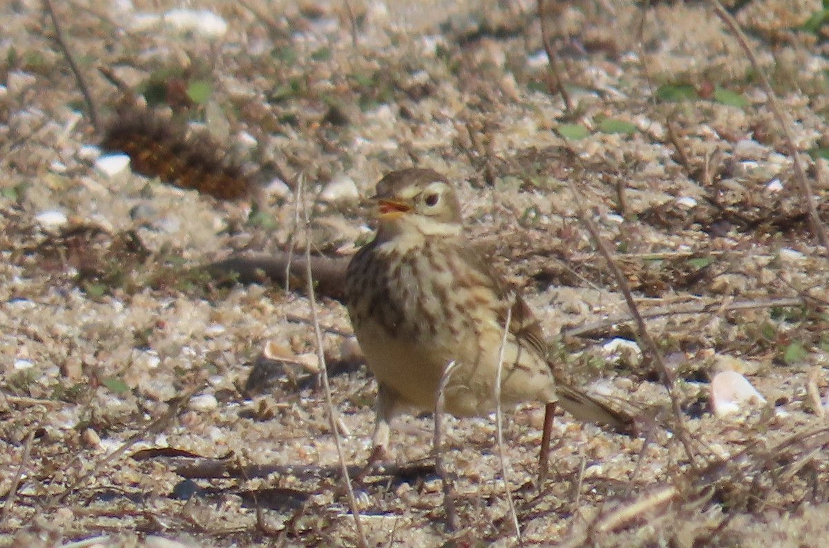 アメリカタヒバリ - ML646763620