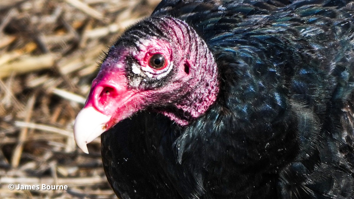 Turkey Vulture - ML646763622