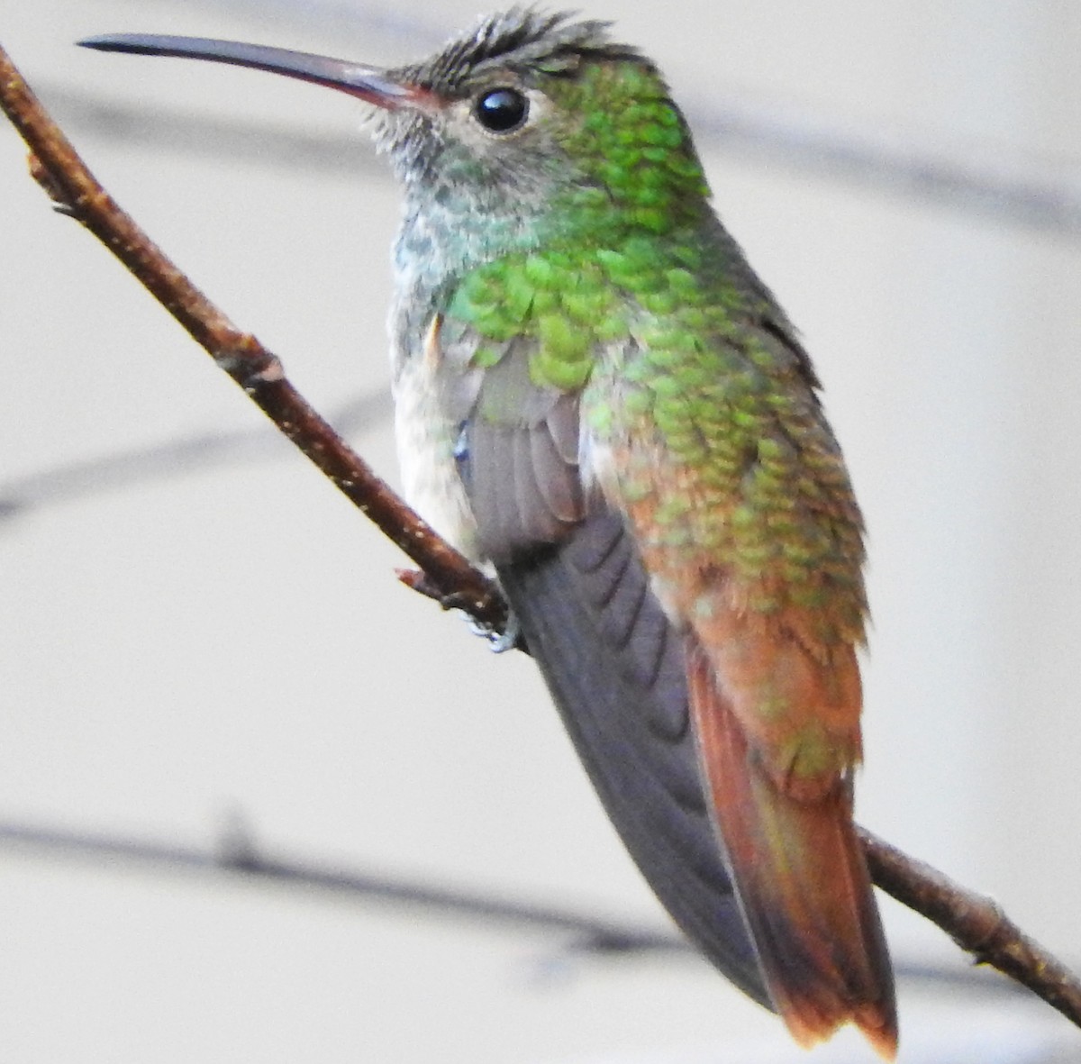Buff-bellied Hummingbird - ML646763623
