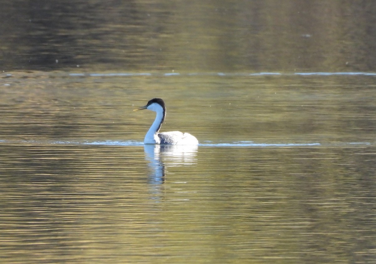 svanedykker - ML646763635