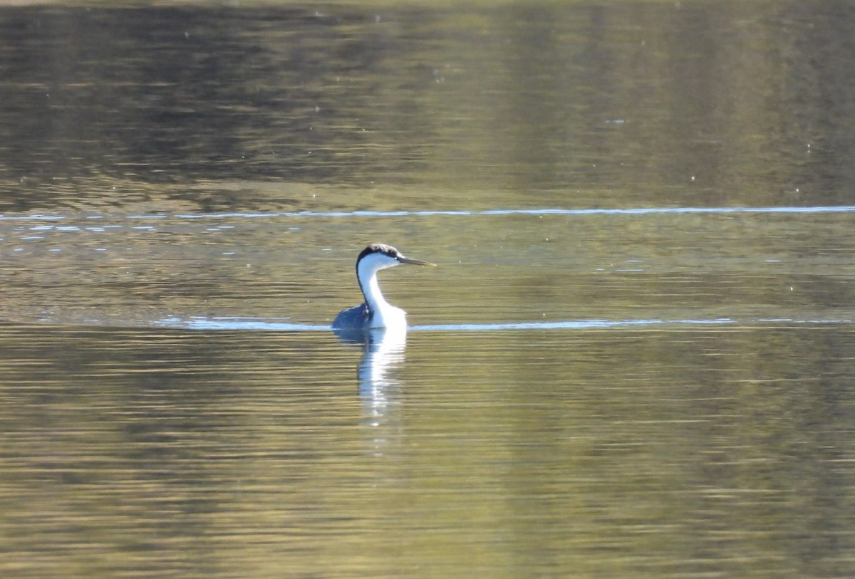 svanedykker - ML646763636