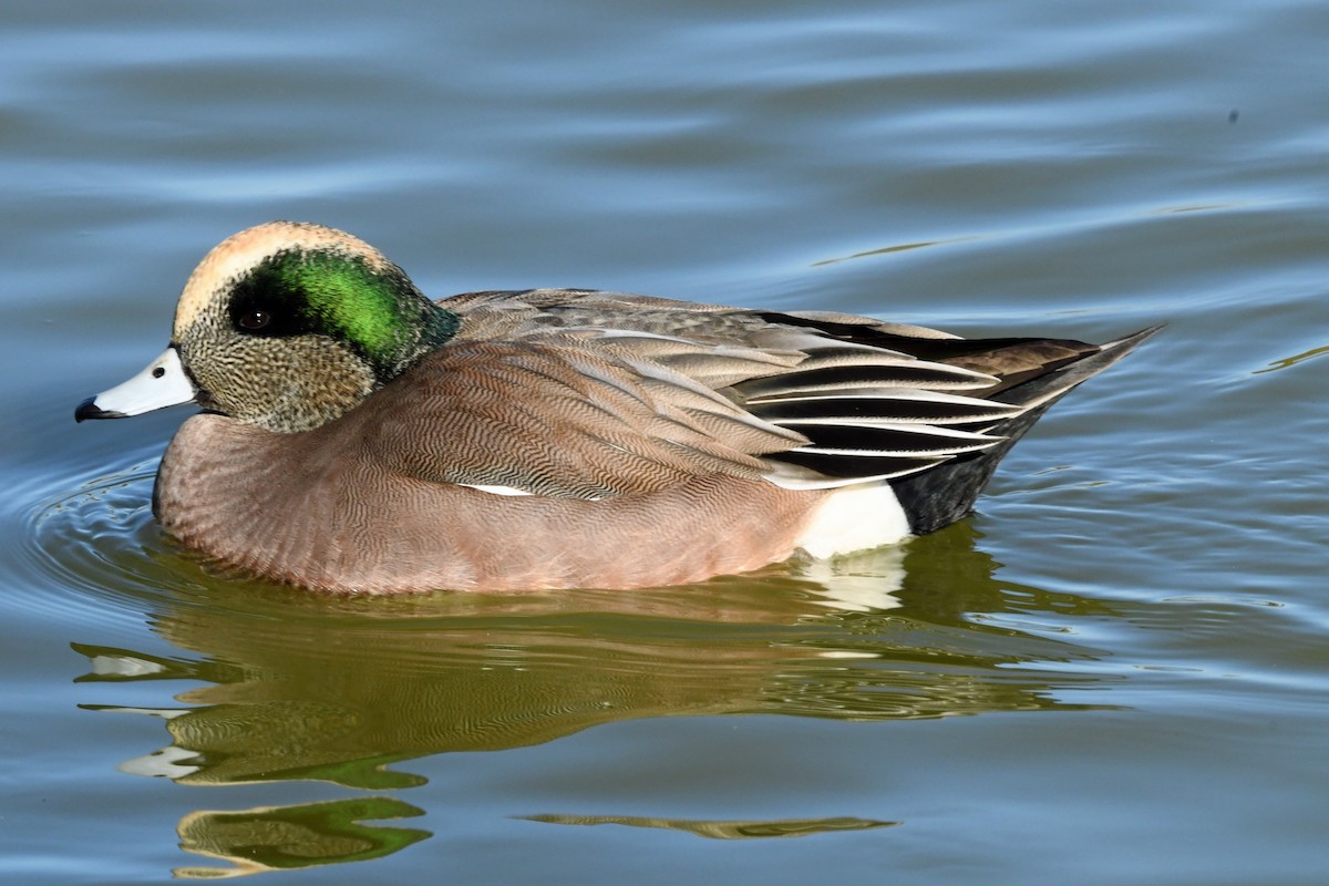 Свищ американський - ML646763638