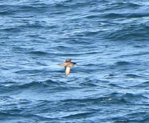 Буревісник тонкодзьобий - ML646763642