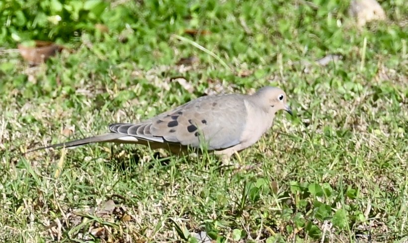 Зенаїда північна - ML646763643