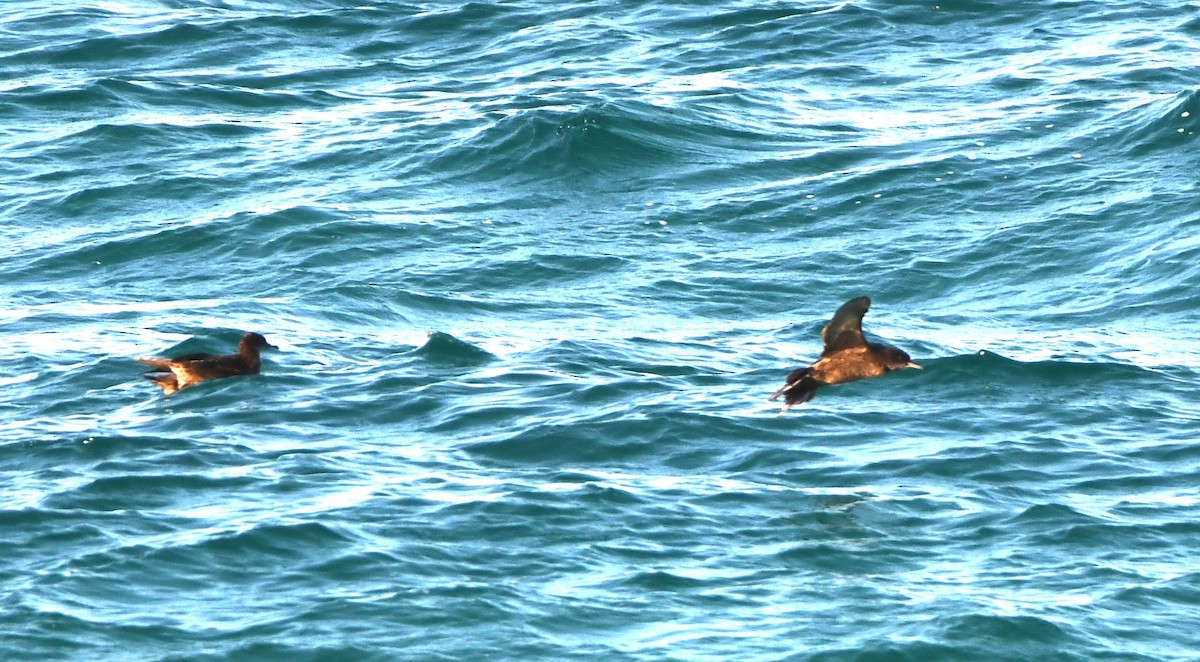 Буревісник тонкодзьобий - ML646763644