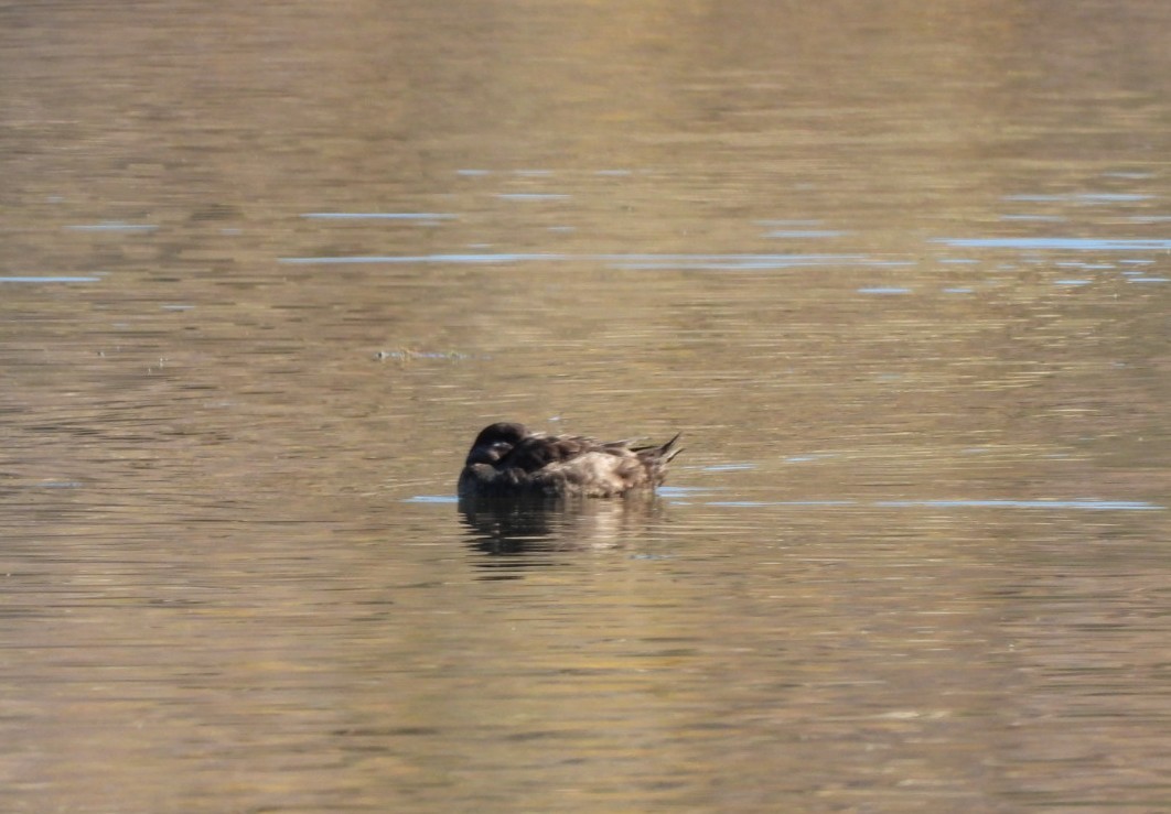 brilleand - ML646763645