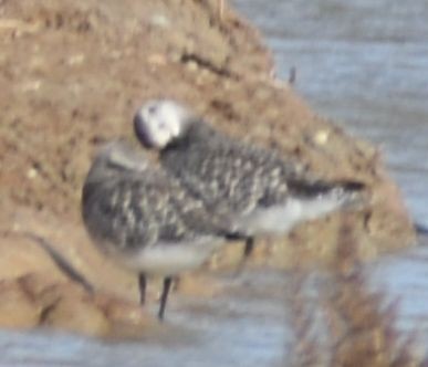 Сивка морська - ML646763646