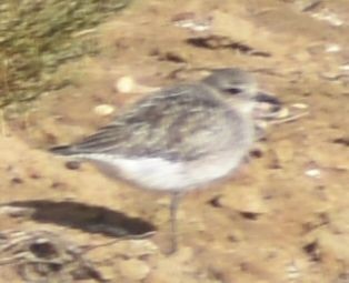 Сивка морська - ML646763647