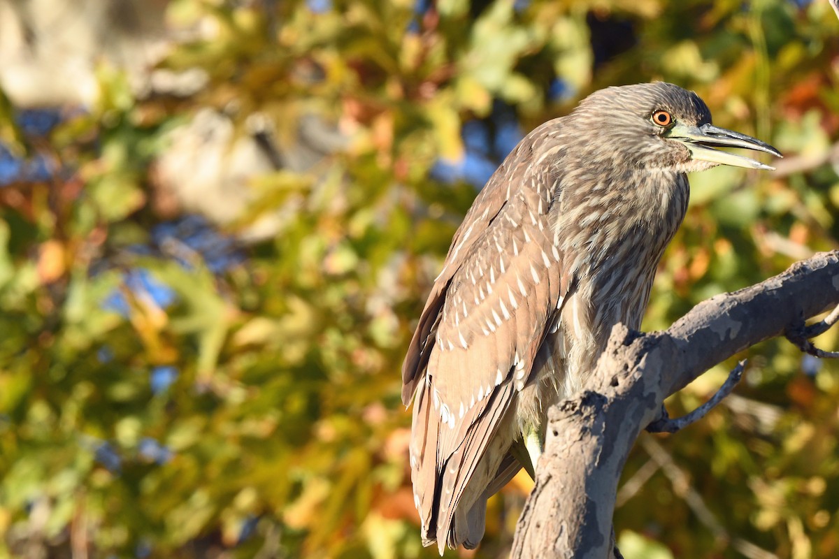 Квак звичайний - ML646763649