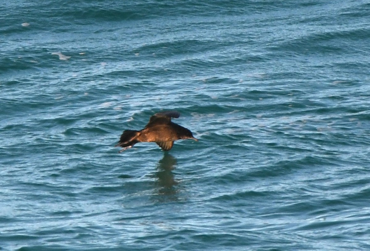 Буревісник тонкодзьобий - ML646763651