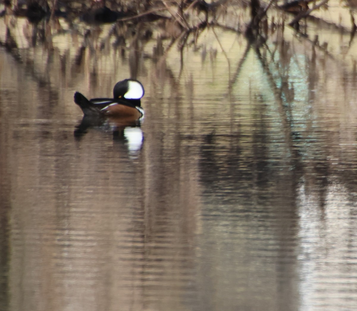 Крех жовтоокий - ML646763652
