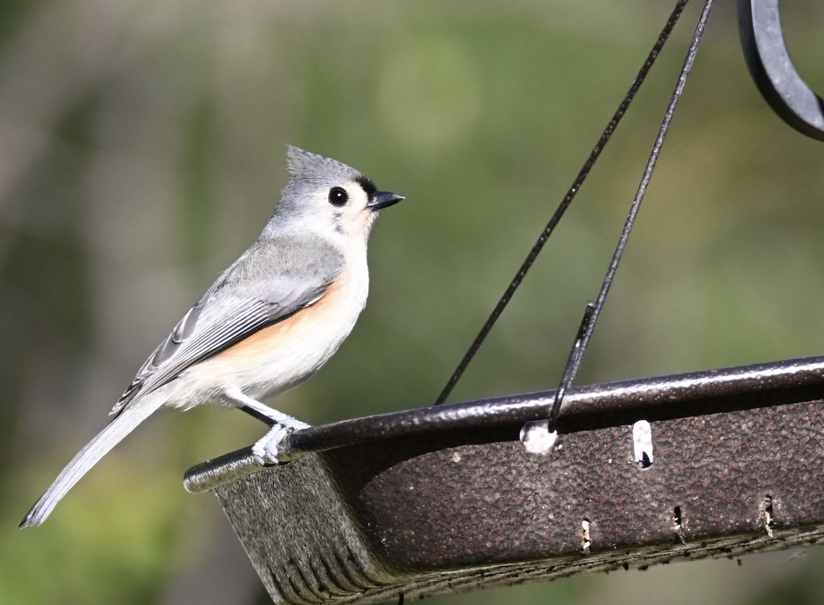 Синиця гострочуба - ML646763655