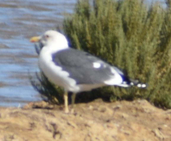 Мартин чорнокрилий - ML646763656