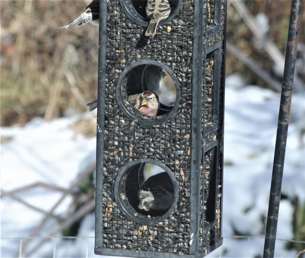 Redpoll (Common) - ML646763657