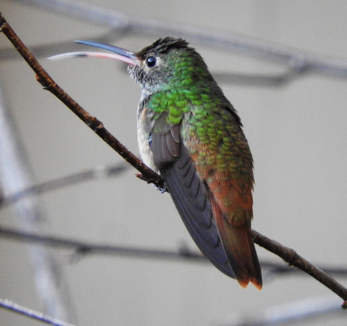 Амазилія юкатанська - ML646763660