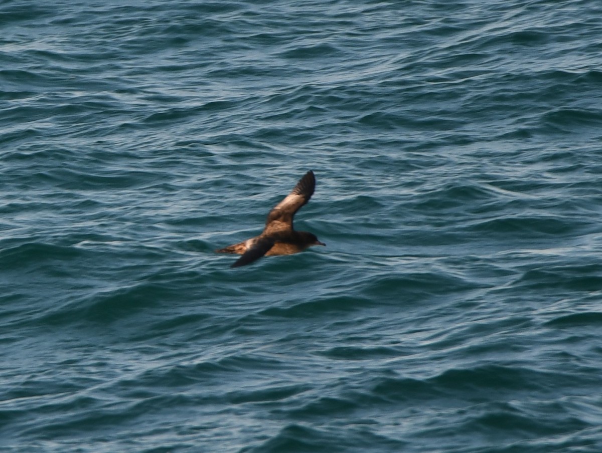 Буревісник тонкодзьобий - ML646763661