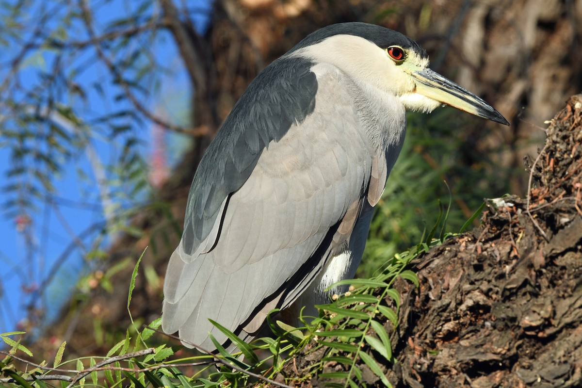 Квак звичайний - ML646763662