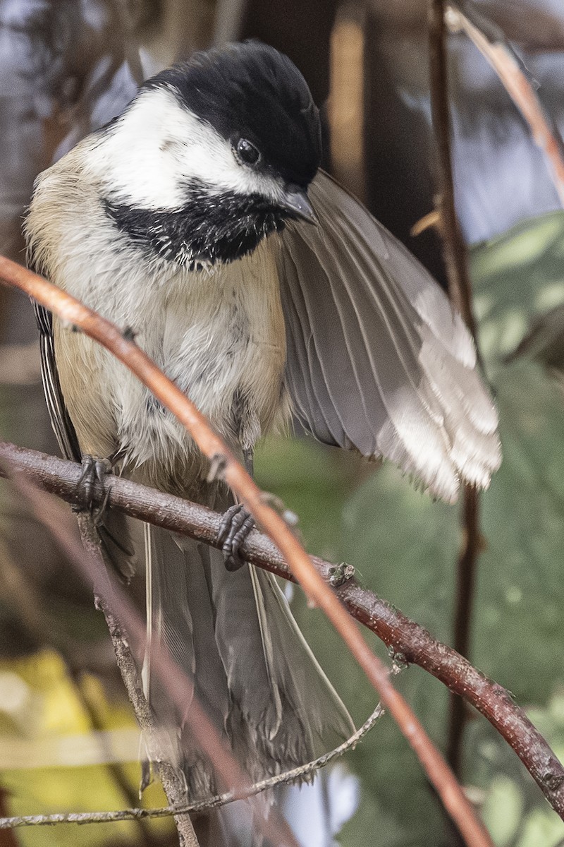 Гаїчка світлокрила - ML646763663