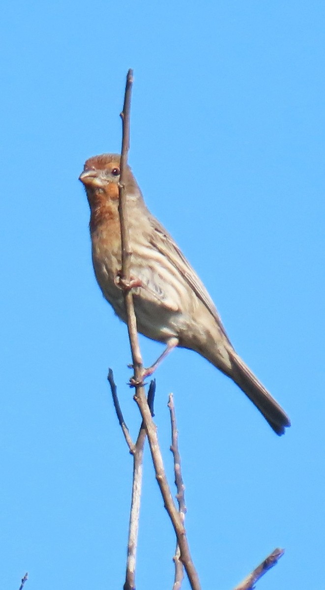 Чечевиця садова - ML646763664