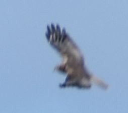 Лунь очеретяний - ML646763665