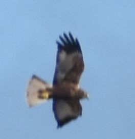 Лунь очеретяний - ML646763666